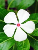/album/indian-paneer/whiteflower-jpg/